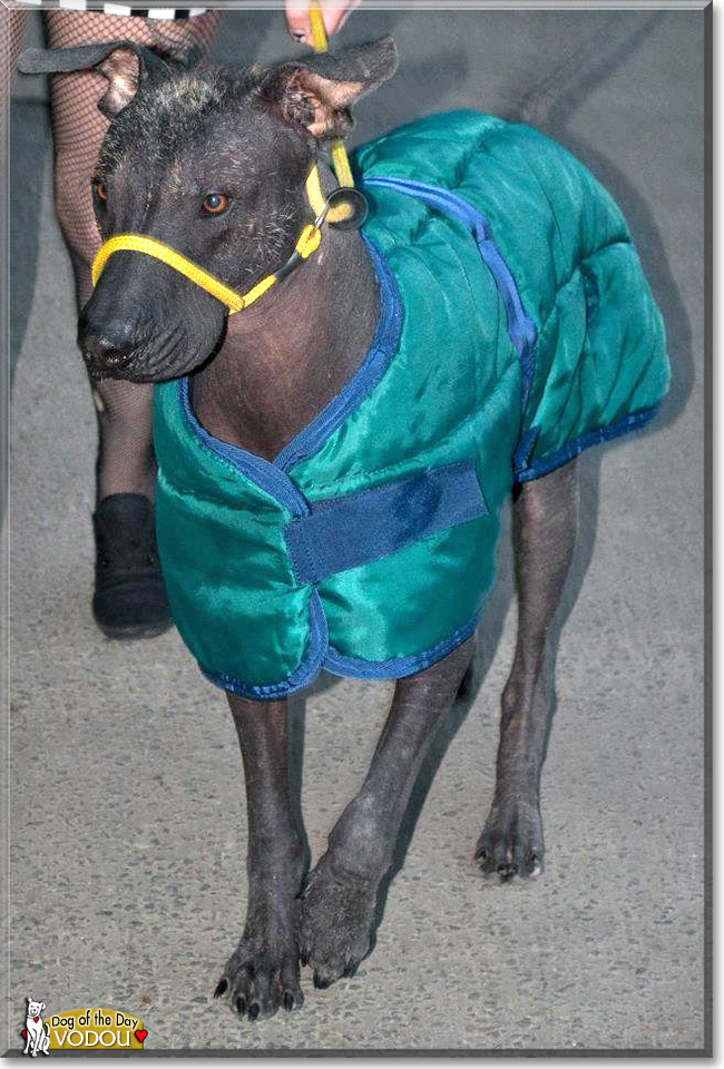 Vodou, the Dog of the Day