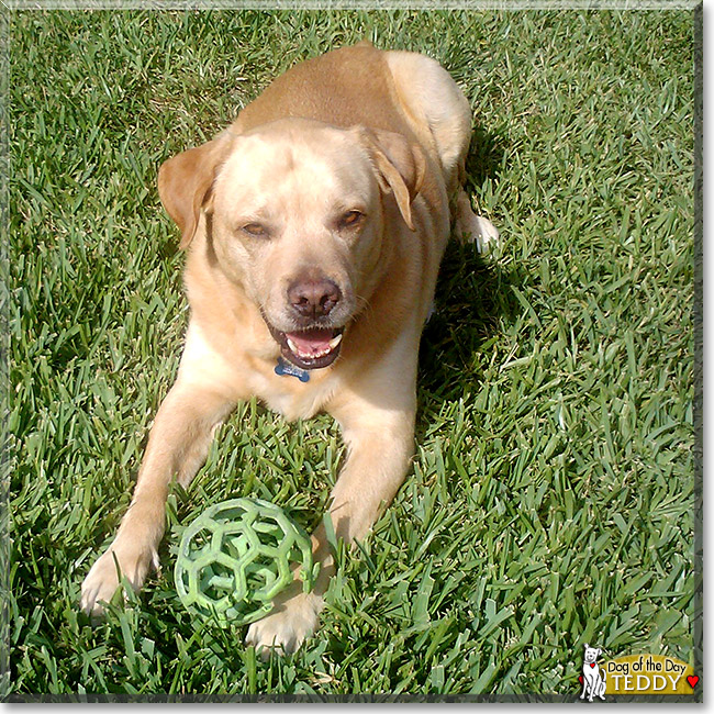 Teddy B. Bear, the Dog of the Day
