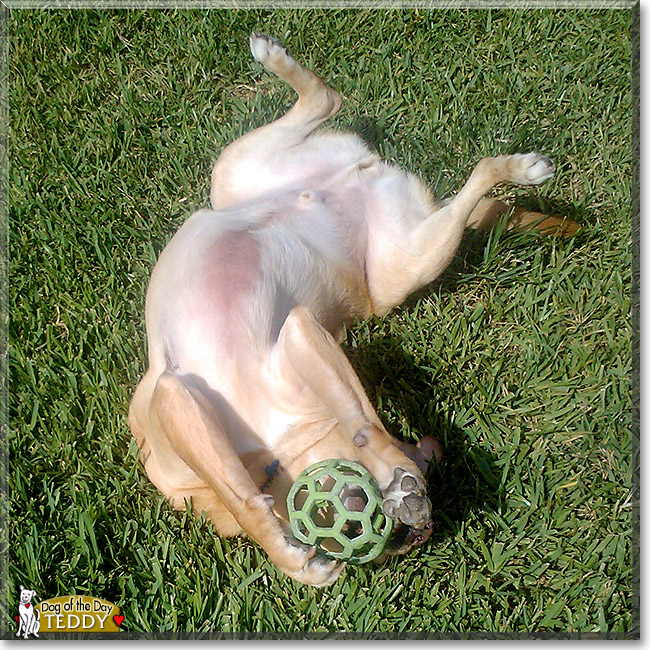 Teddy B. Bear, the Dog of the Day