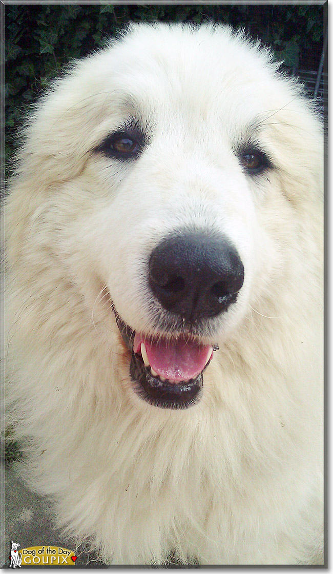 Goupix, the Dog of the Day