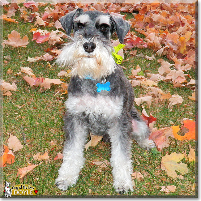 Doyle, the Dog of the Day