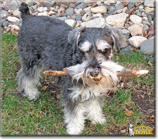 Doyle, the Dog of the Day