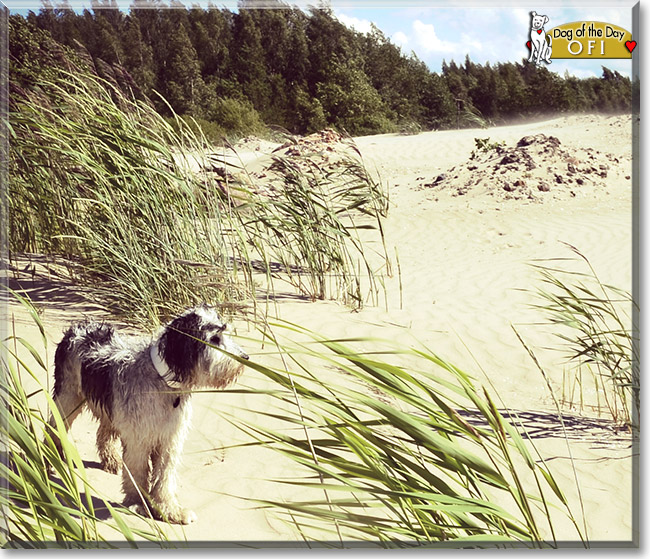 Ofi, the Dog of the Day