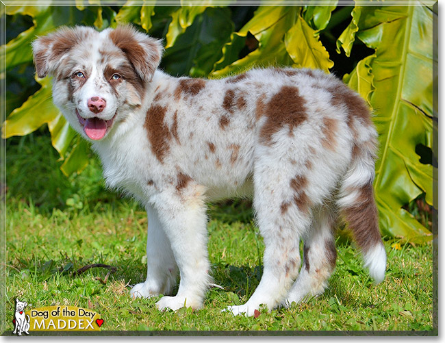 Maddex, the Dog of the Day