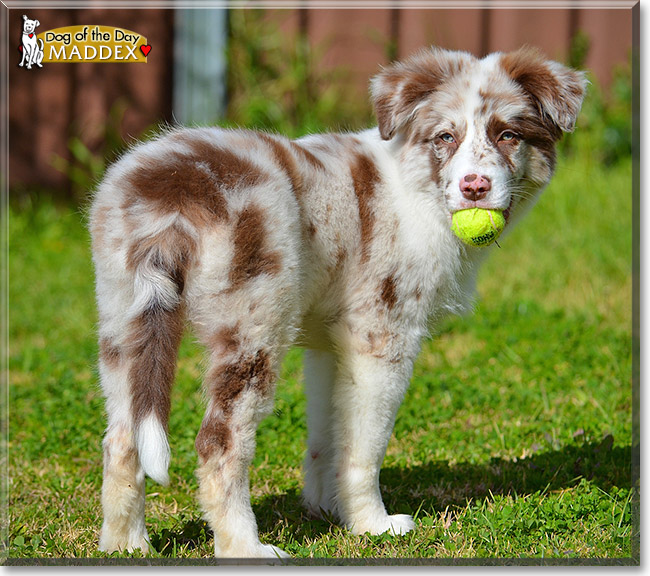 Maddex, the Dog of the Day