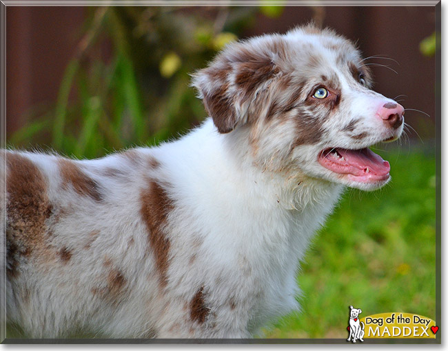 Maddex, the Dog of the Day
