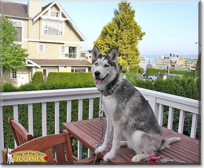 Journey, the Dog of the Day