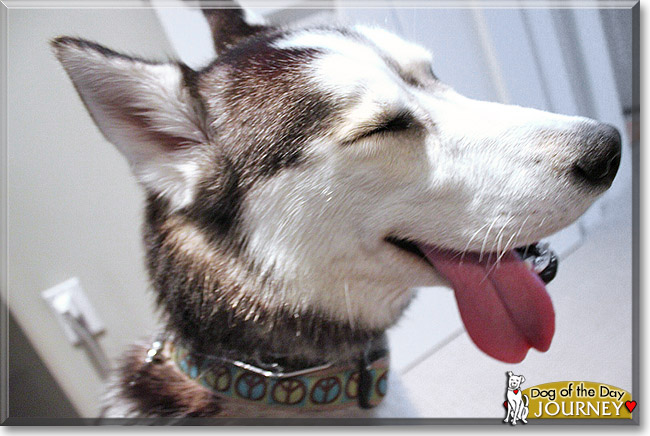 Journey, the Dog of the Day