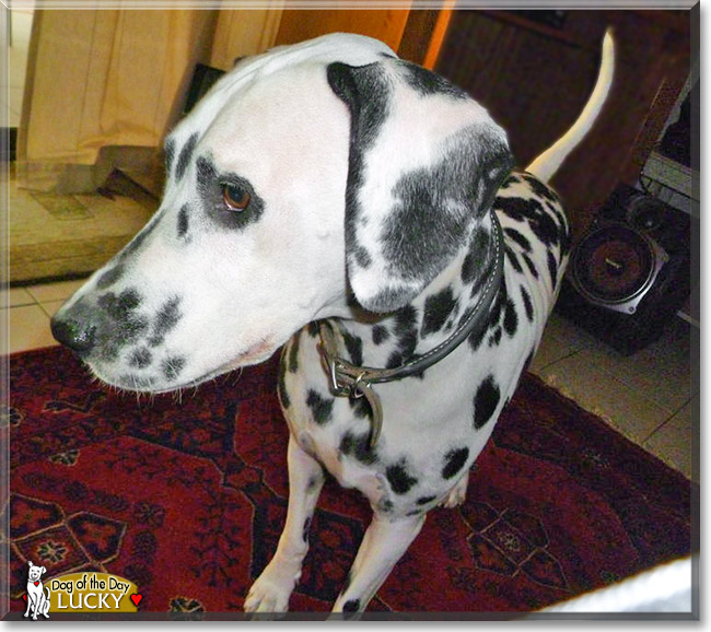 Lucky, the Dog of the Day