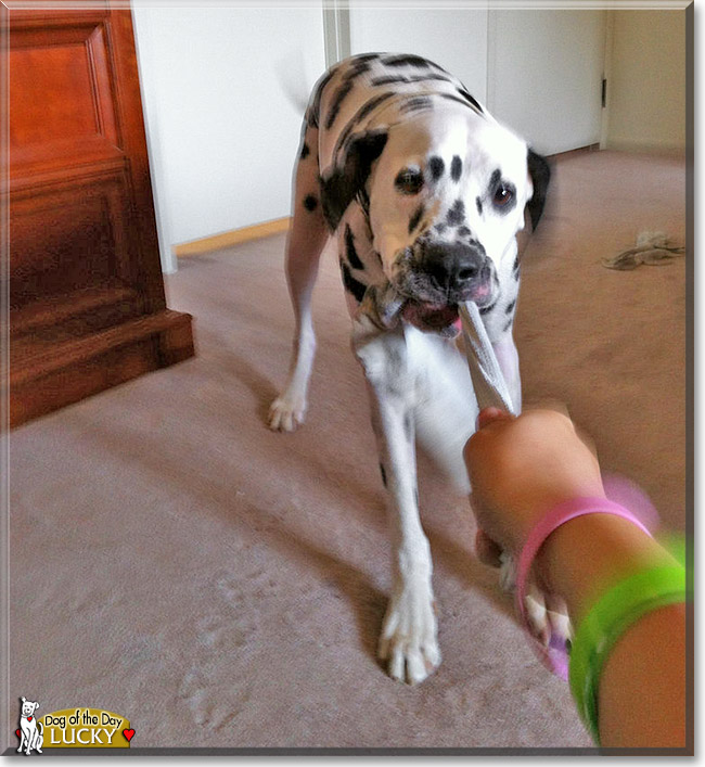 Lucky, the Dog of the Day