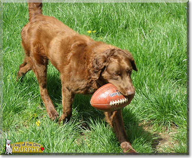Murphy, the Dog of the Day