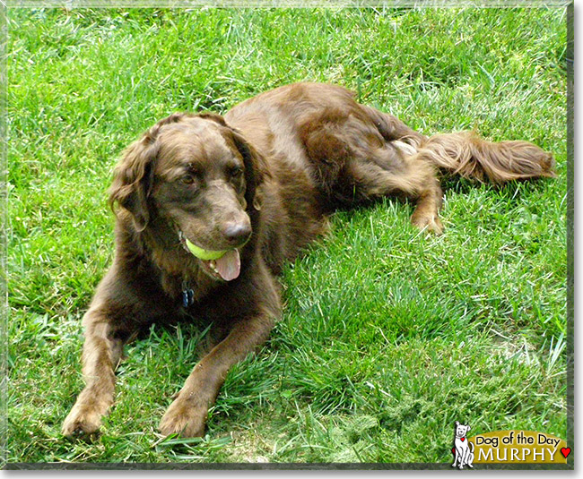 Murphy, the Dog of the Day