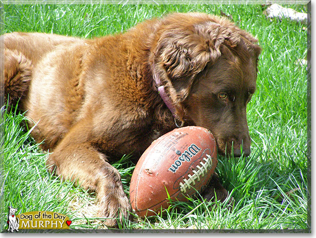 Murphy, the Dog of the Day