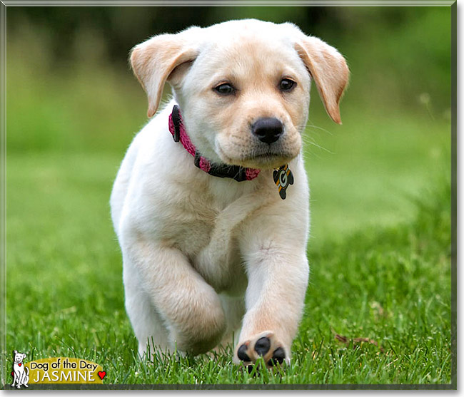 Jasmine, the Dog of the Day