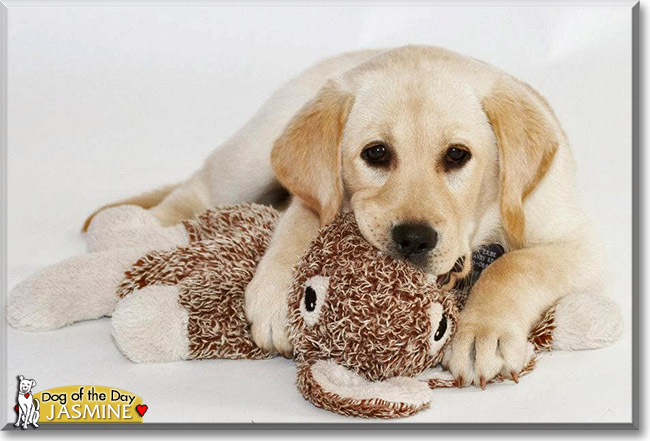 Jasmine, the Dog of the Day