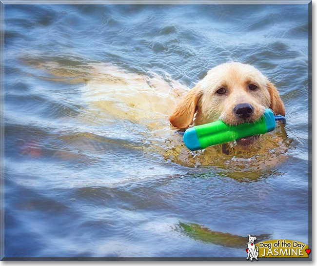 Jasmine, the Dog of the Day