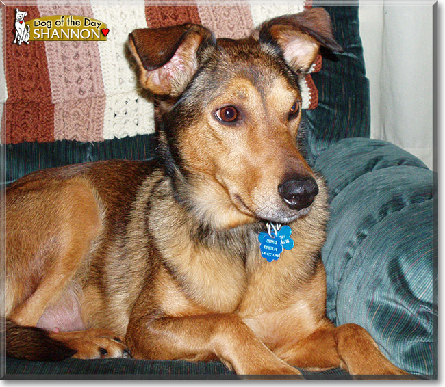 Shannon, the Dog of the Day