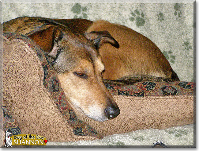 Shannon, the Dog of the Day