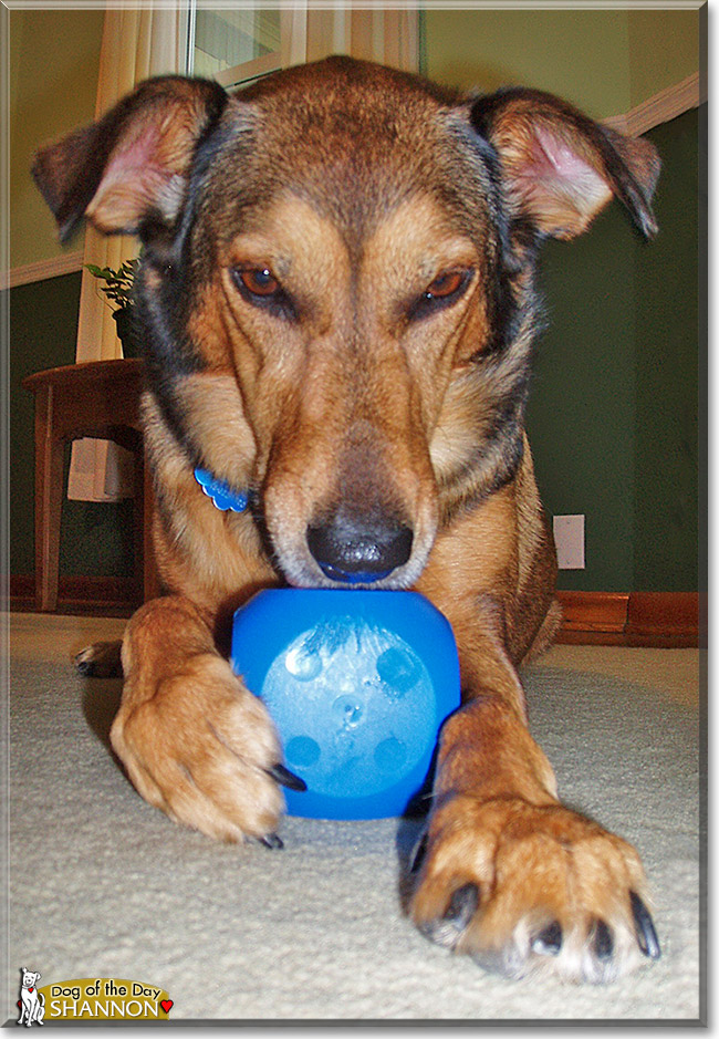 Shannon, the Dog of the Day