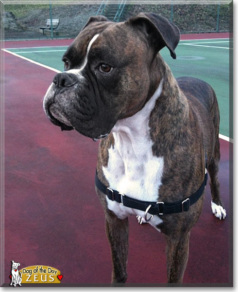 Zeus, the Dog of the Day
