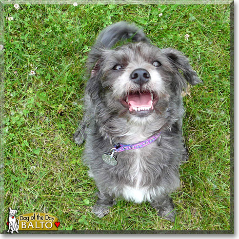 Balto, the Dog of the Day