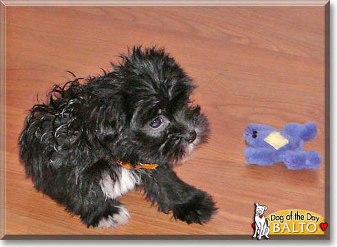 Balto, the Dog of the Day