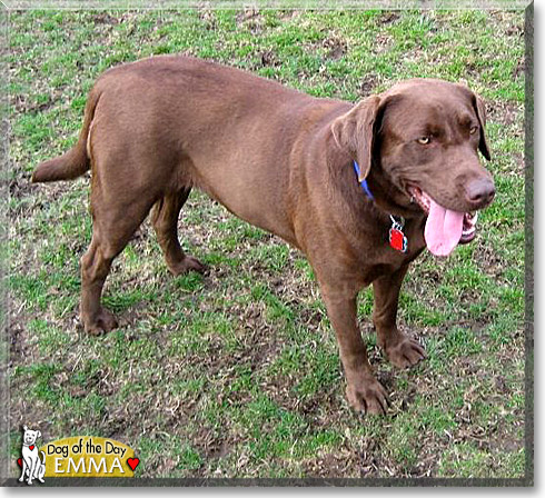 Emma, the Dog of the Day