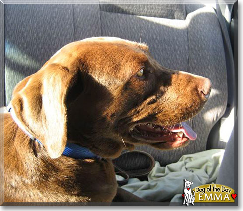 Emma, the Dog of the Day