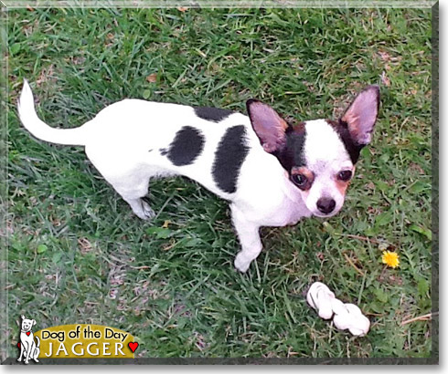 Jagger, the Dog of the Day