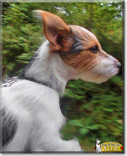 Alfie, the Dog of the Day