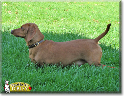 Dibley, the Dog of the Day