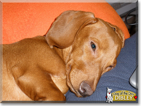 Dibley, the Dog of the Day