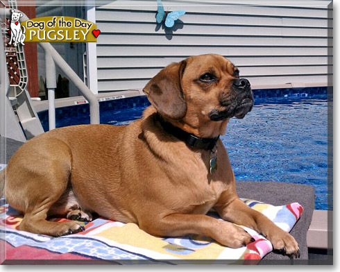 Pugsley, the Dog of the Day Pugsley, the Dog of the Day