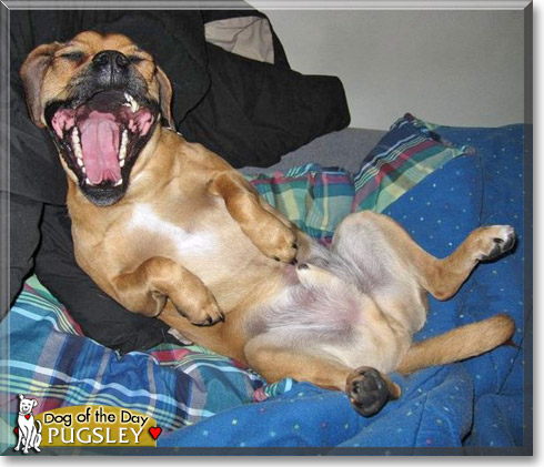Pugsley, the Dog of the Day Pugsley, the Dog of the Day