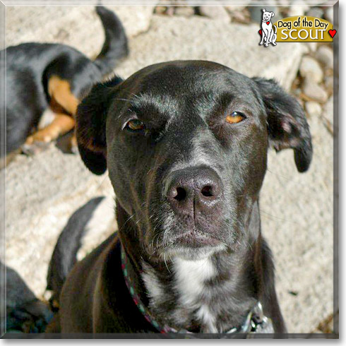 Scout, the Dog of the Day