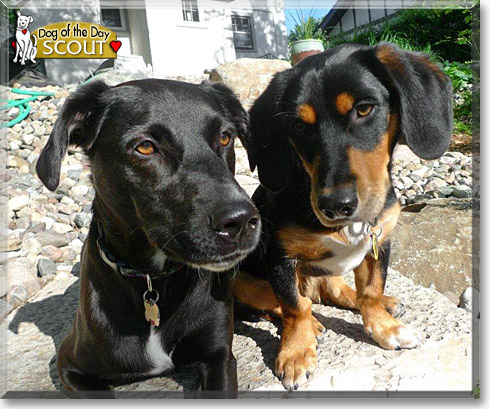 Scout, the Dog of the Day