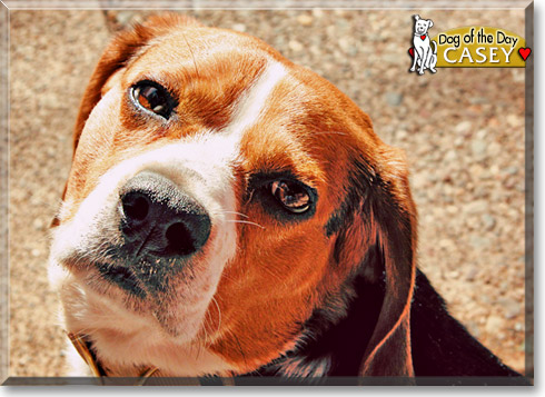 Casey, the Dog of the Day