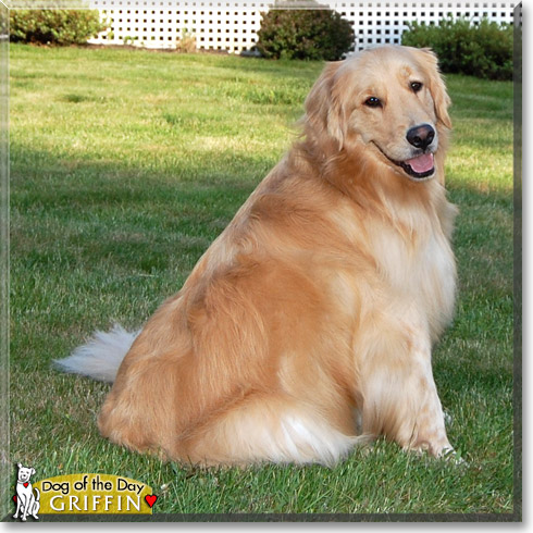 Griffin, the Dog of the Day