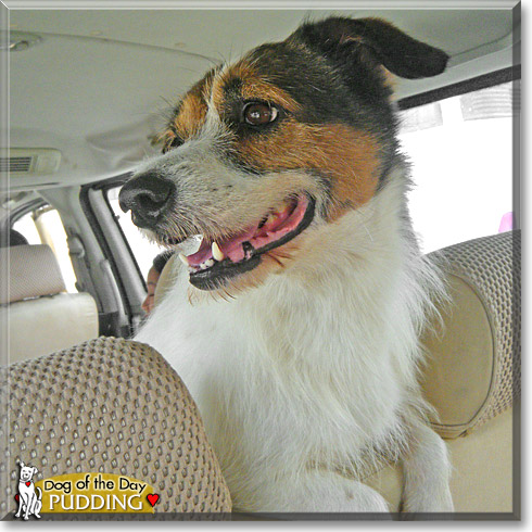 Pudding, the Dog of the Day