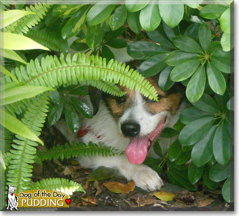 Pudding, the Dog of the Day