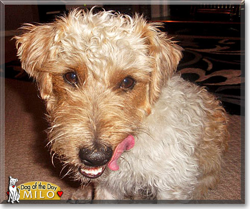 Milo, the Dog of the Day Milo, the Dog of the Day