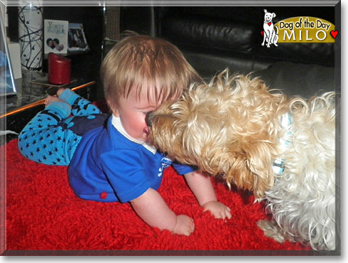 Milo, the Dog of the Day Milo, the Dog of the Day