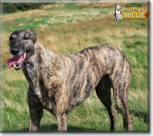 Millie, the Dog of the Day