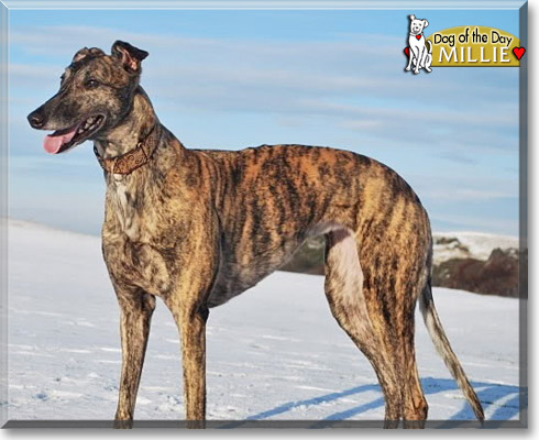 Millie, the Dog of the Day