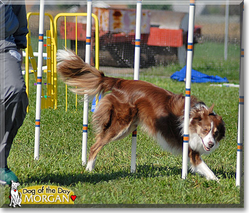 Morgan, the Dog of the Day