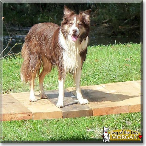 Morgan, the Dog of the Day