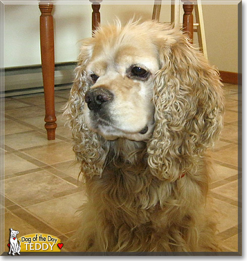 teddy bear cocker spaniel