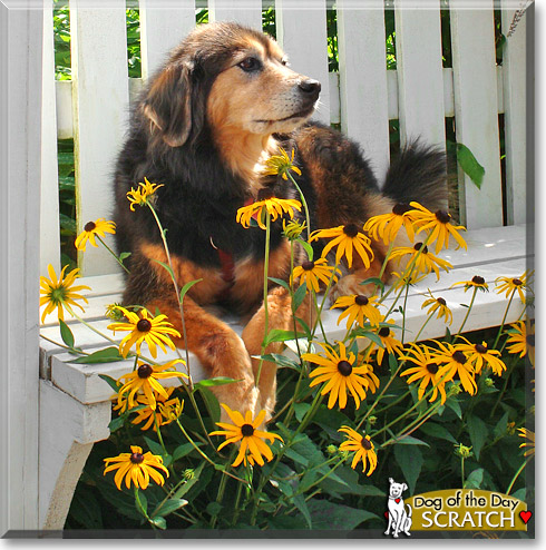 Scratch, the Dog of the Day