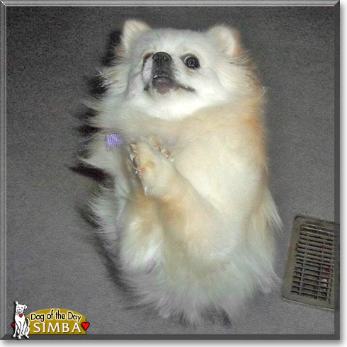 Simba, the Dog of the Day