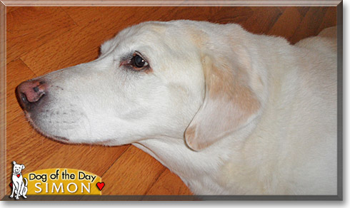 Simon, the Dog of the Day